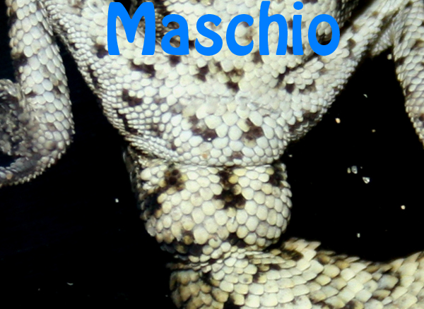 maschio