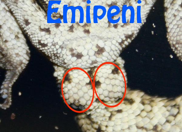 emipeni