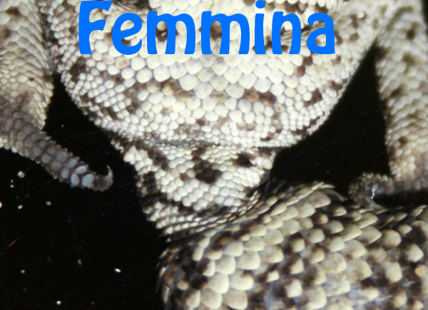 femmina